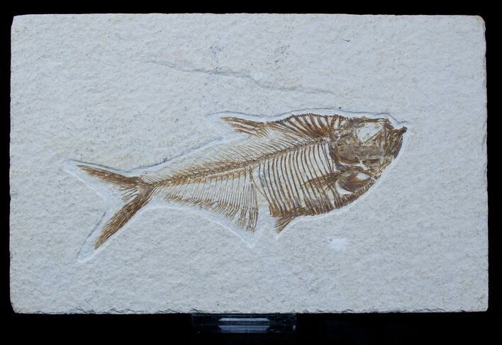 Inch Diplomystus Fossil Fish - Nice Prep #1571